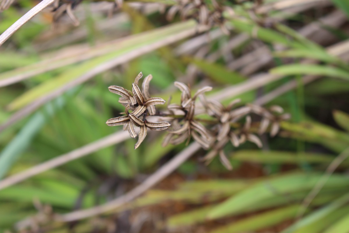 Aristea ecklonii Baker